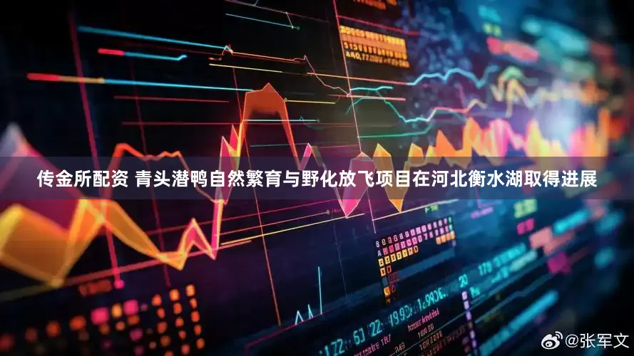 传金所配资 青头潜鸭自然繁育与野化放飞项目在河北衡水湖取得进展
